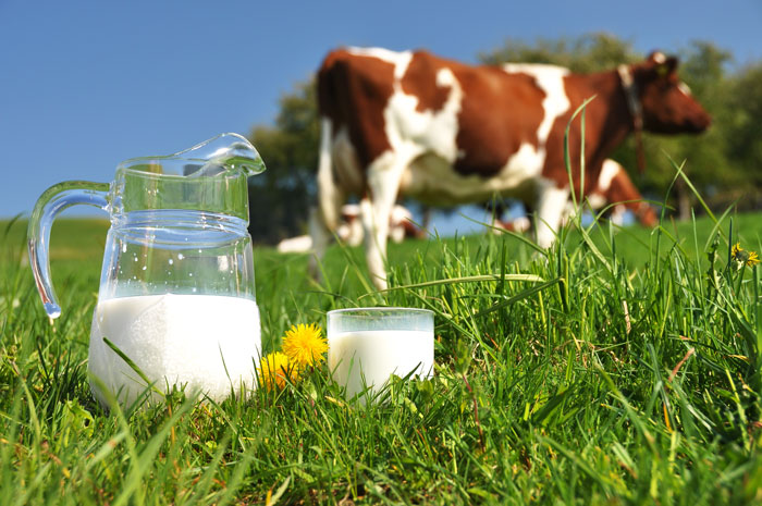स्वास्थ्य के लिए अति लाभकारी है गाय का दूध 