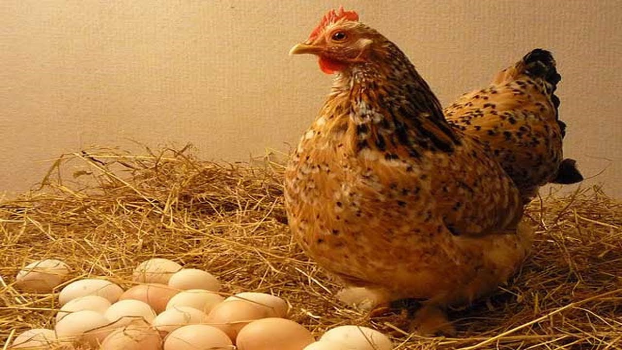 अब मुर्गिंयां देंगी आयुर्वेदिक अंडा, स्वास्थ्य रहेगा बेहतर